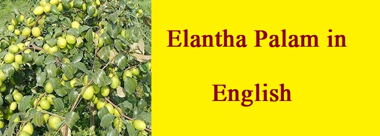 Elantha Palam in English 